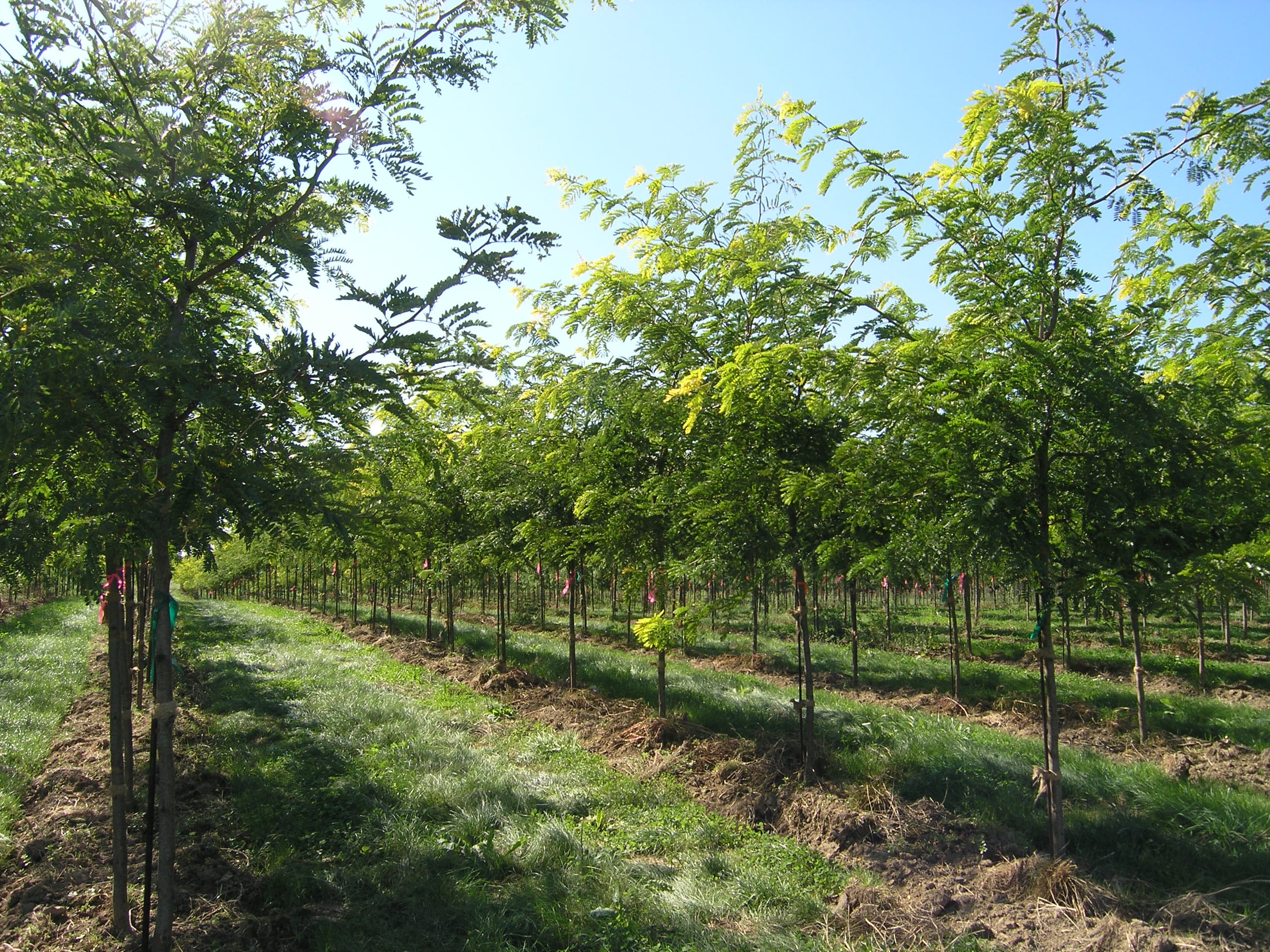 Gleditsia triacanthos ‘Sunburst’